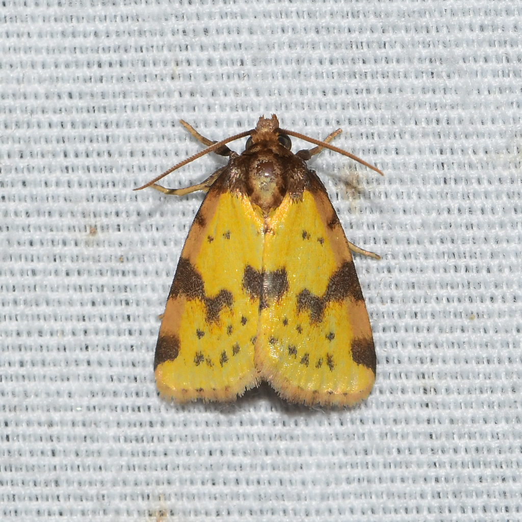 Obtuse Yellow