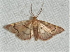 Hypsopygia thymetusalis