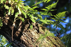 Bulbophyllum vaginatum