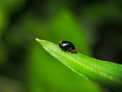 Spaniocelyphus palmi