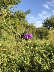 Campanula rapunculoides
