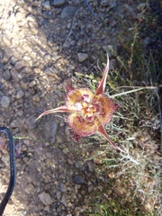Calochortus fimbriatus