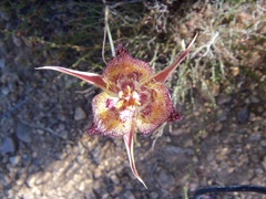 Calochortus fimbriatus