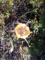 Calochortus fimbriatus