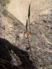 Calochortus fimbriatus