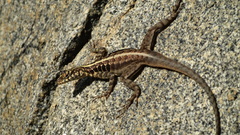 Tropidurus semitaeniatus