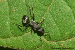 Camponotus sericeus