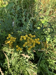 Tanacetum vulgare