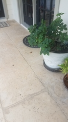 Sphecius