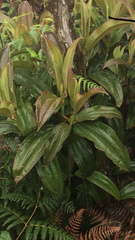 Miconia robinsoniana