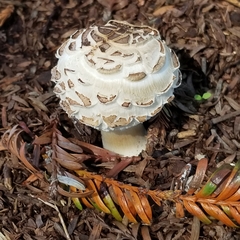 Chlorophyllum brunneum
