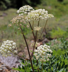 Angelica tomentosa