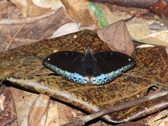 Lexias dirtea merguia