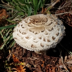 Chlorophyllum brunneum