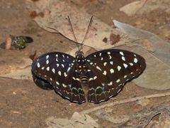 Lexias dirtea merguia