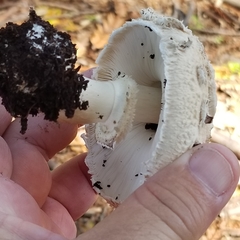 Chlorophyllum brunneum