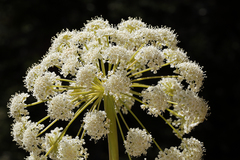 Angelica tomentosa