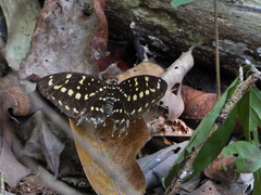 Lexias canescens