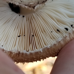 Chlorophyllum brunneum