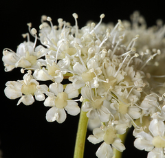 Angelica tomentosa