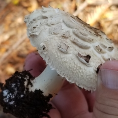 Chlorophyllum brunneum