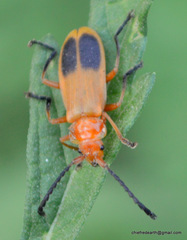 Cordylocera livida