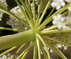 Angelica tomentosa