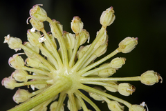 Angelica tomentosa