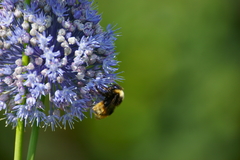 Bombus quadricolor