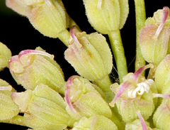 Angelica tomentosa