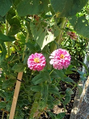 Zinnia elegans