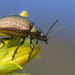 Saint John's Wort Beetle - Photo (c) Thomas Barbin, some rights reserved (CC BY-NC), uploaded by Thomas Barbin