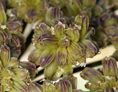Angelica tomentosa