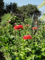 Zinnia elegans