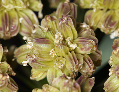 Angelica tomentosa