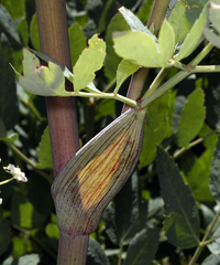 Angelica tomentosa