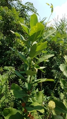 Asclepias syriaca