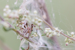 Larinioides suspicax