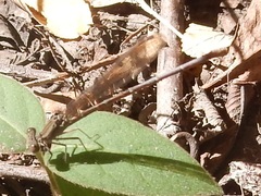 Argia sedula