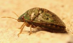 Diolcus chrysorrhoeus