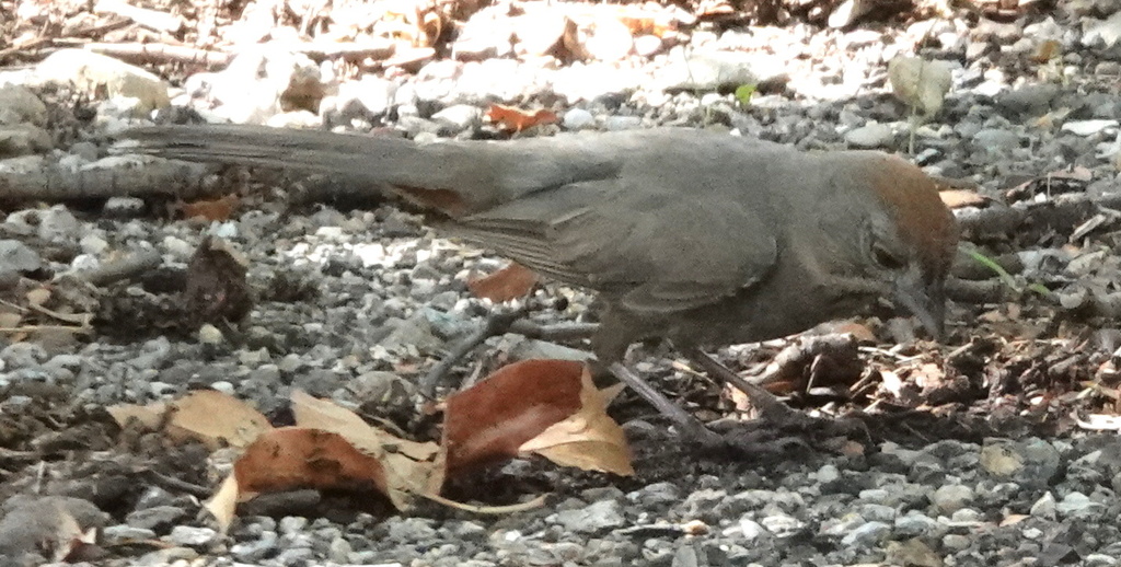 Canyon Brown Towhee