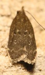 Helcystogramma melantherella
