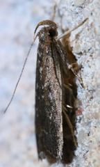 Helcystogramma melantherella