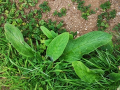 Pentaglottis sempervirens