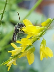 Lasioglossum