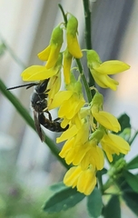 Lasioglossum