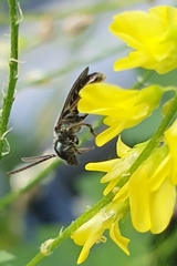 Lasioglossum