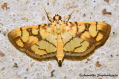 Pardomima