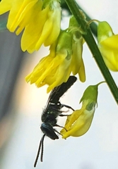 Lasioglossum