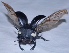 Catharsius granulatus